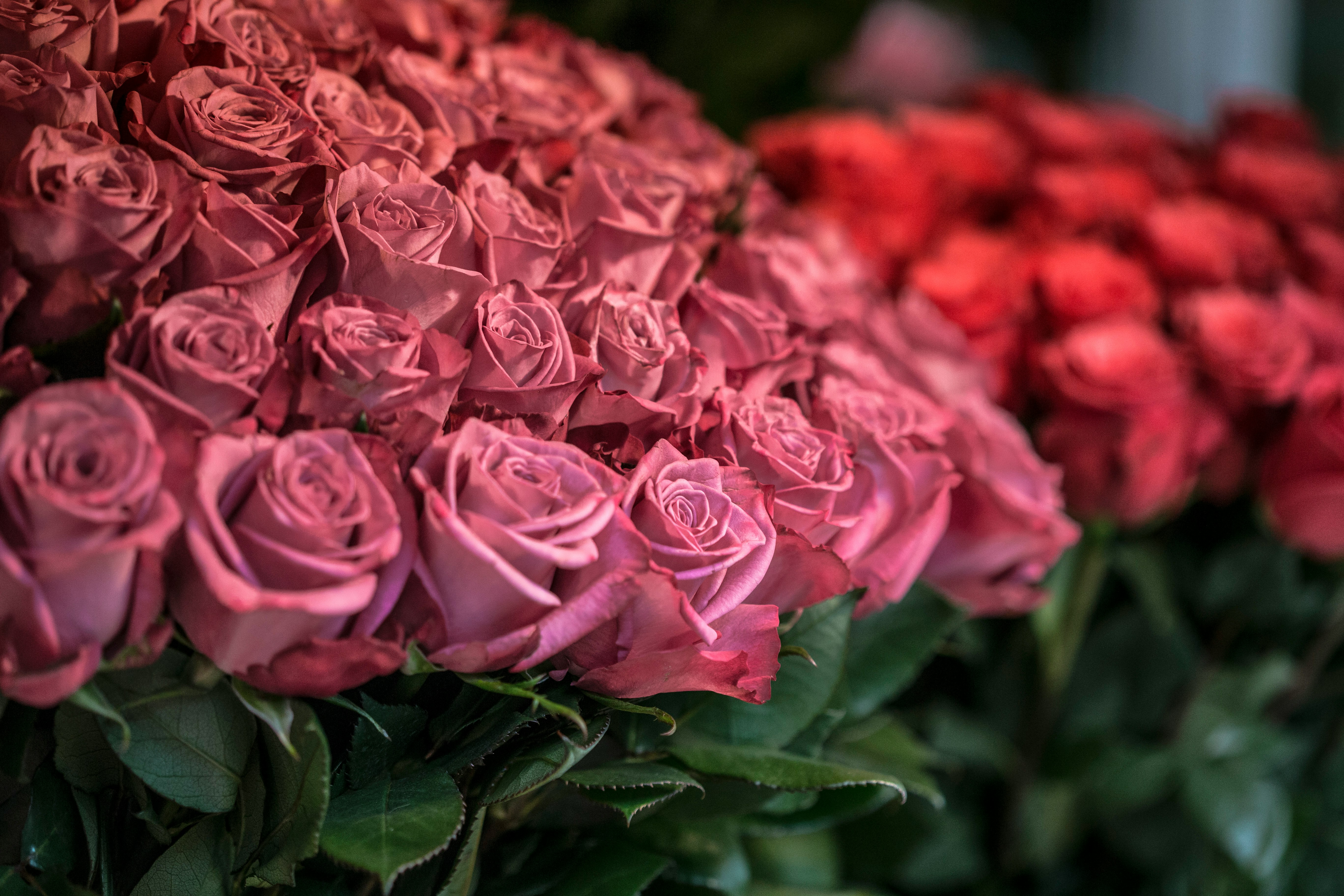 pink roses in close up photography